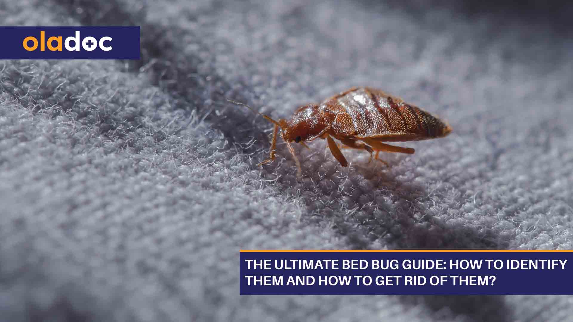 The Ultimate Bed Bug Guide: How To Identify Them And How To Get Rid Of Them? thumbnail